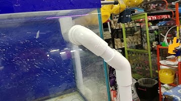 เจ๋งปลาตู้ - Overflow ร้านปลาสวยงาม วันที่ 1 Set 3