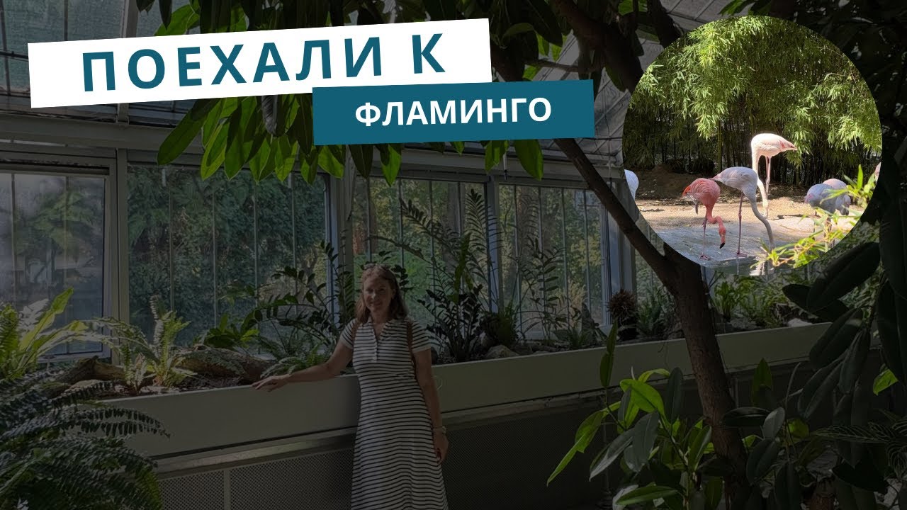 Розовый фламинго. Зоопарк и Ботанический сад в Белграде 5.09.2025 Сербия 