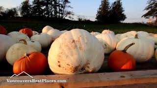 Maan Farms Pumpkin Patch at Halloween