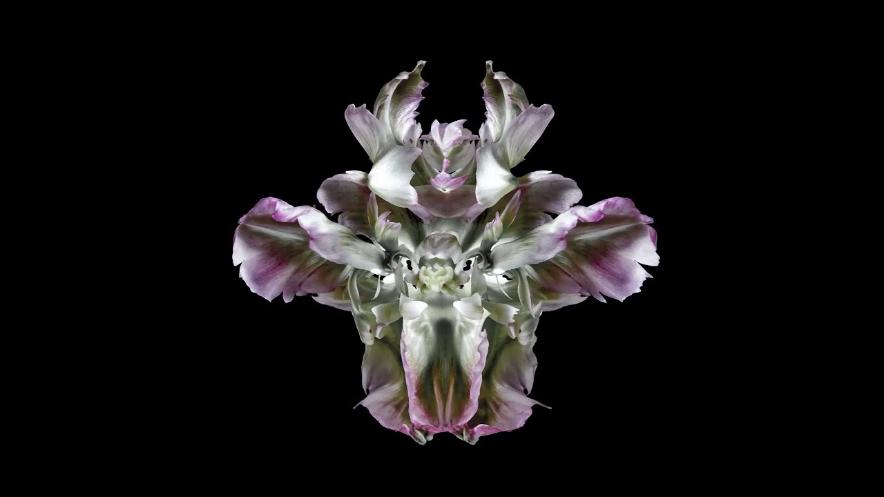 Galeam Puer | Jeff Robb