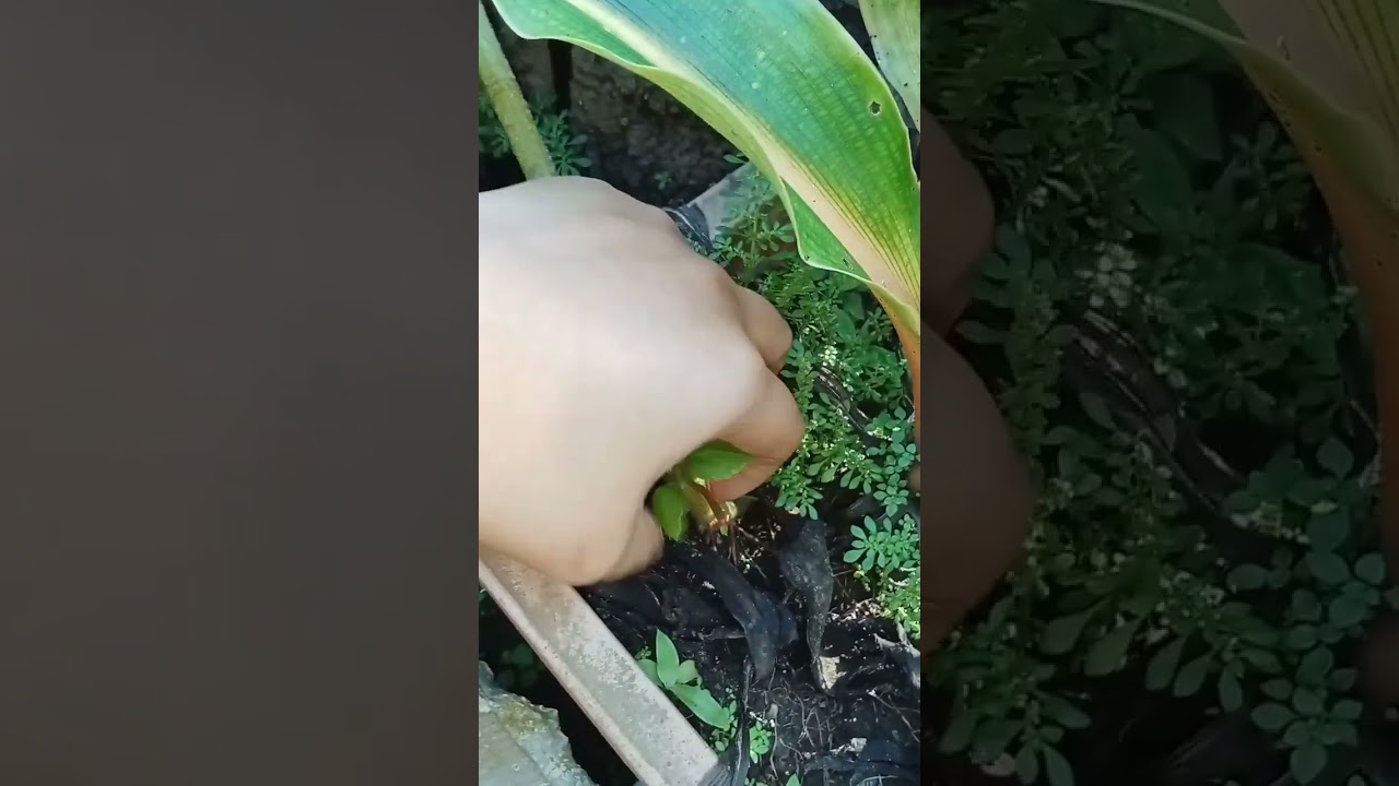 Impatiens Propagation