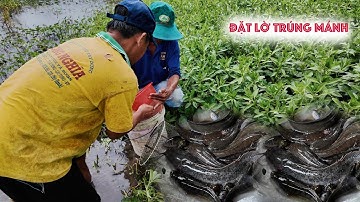 Đặt lờ Trúng mánh cá lóc -Tập 29