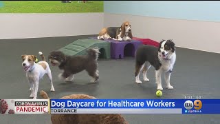 Torrance Dog Daycare Provides Healthcare Workers With Free Services