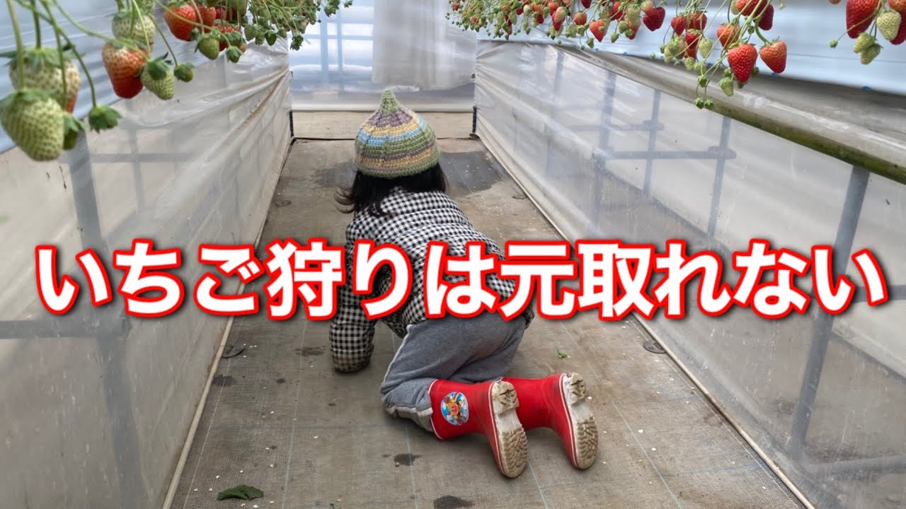 【ワーママの休日】1歳3歳とのいちご狩りレビュー、経験に費やすお金はケチらない