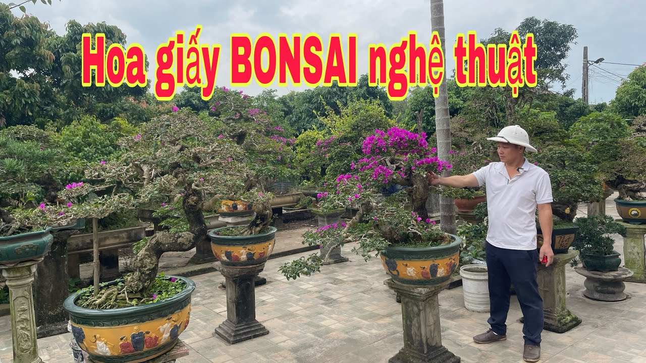 Những tác phẩm hoa giấy BONSAI giáng nghệ thuật Chia Sẻ đến ae chơi cây cảnh bonsaiMr đại 0967828345