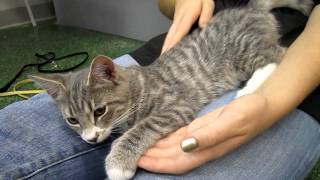 Jacob  4 month old gray tabby male kitten  Peninsula Humane Foundation @ PetCo