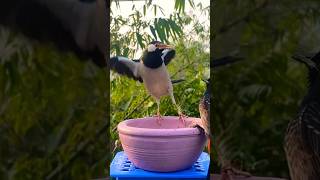 Birds for Cats to Watch | Cat TV Shorts | Bird Sounds #shorts #birds #wildlife #viral #trending