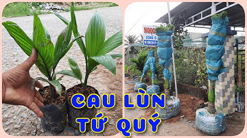 Cây cau lùn tứ quý | 0386569374 - Ngọc Ngân Bến Tre | Chuyên cây độc lạ