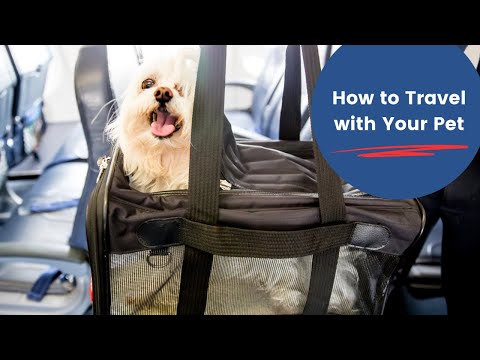 The Ultimate Guide To Traveling With Pets On A Plane 