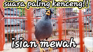 SEKETIKA AKAN NYAUT. MASTERAN JALAK KEBO ISIAN MEWAH