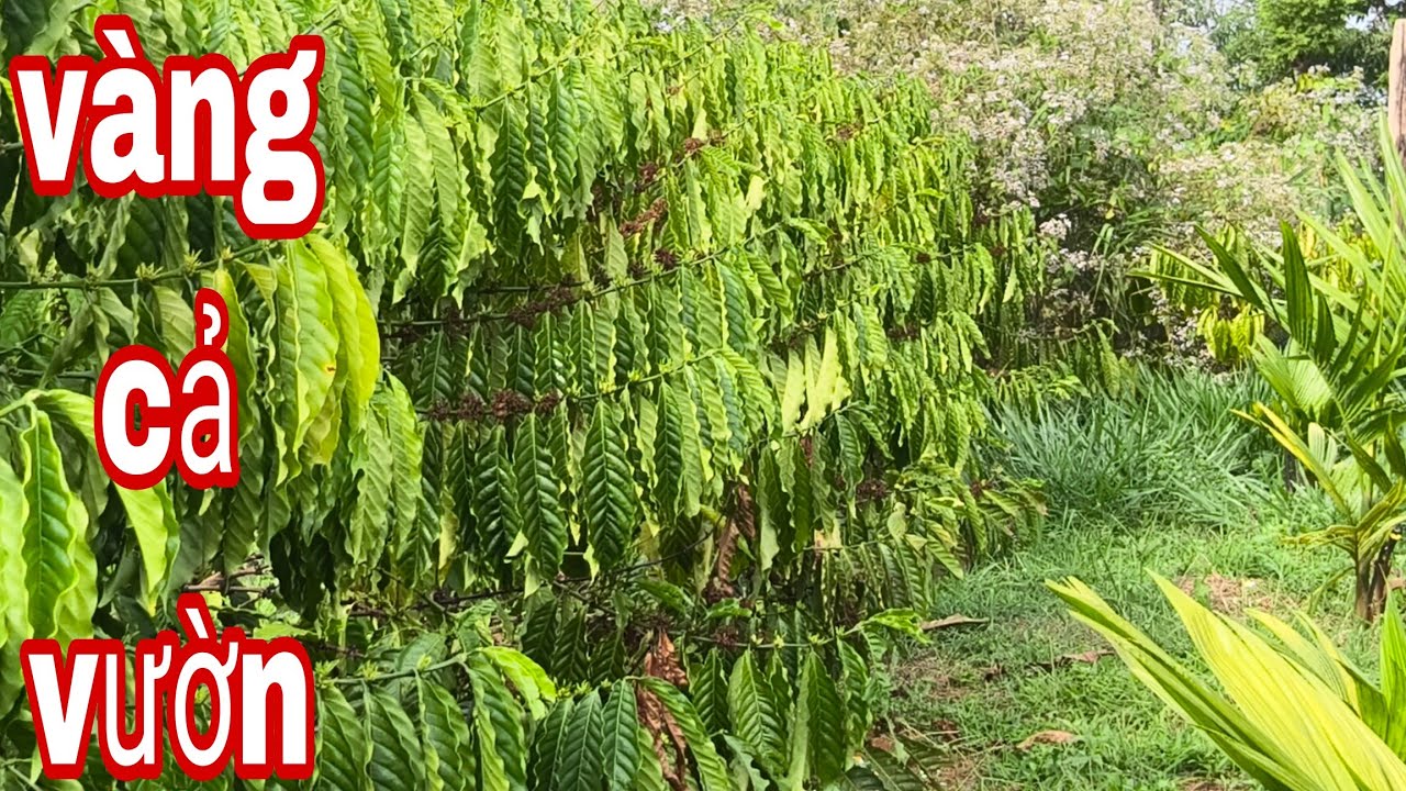 Cây vàng cả vườn giai đoạn này có sao không 