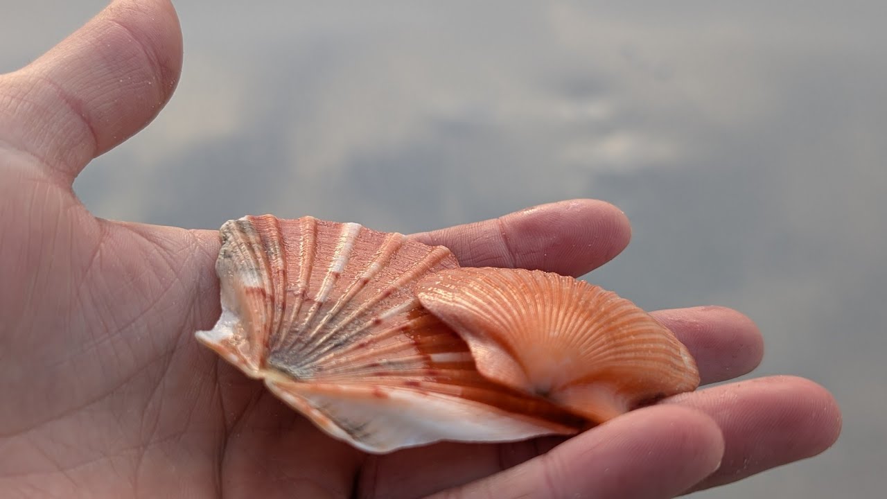 .•°Stress Melting°•. Beach Excursion Part 2 | crunchy shells & soothing seas ASMR 