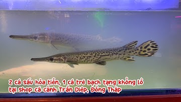 2 cá sấu hỏa tiễn, 1 cá trê bạch tạng khổng lồ tại shop cá cảnh Trần Diêp, Đồng Tháp 