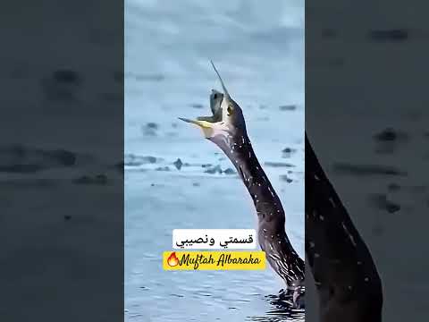 قسمتي ونصيبي السعوديه 