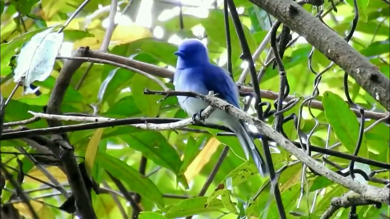 Turquoise Flycatcher (Eumyias panayensis)