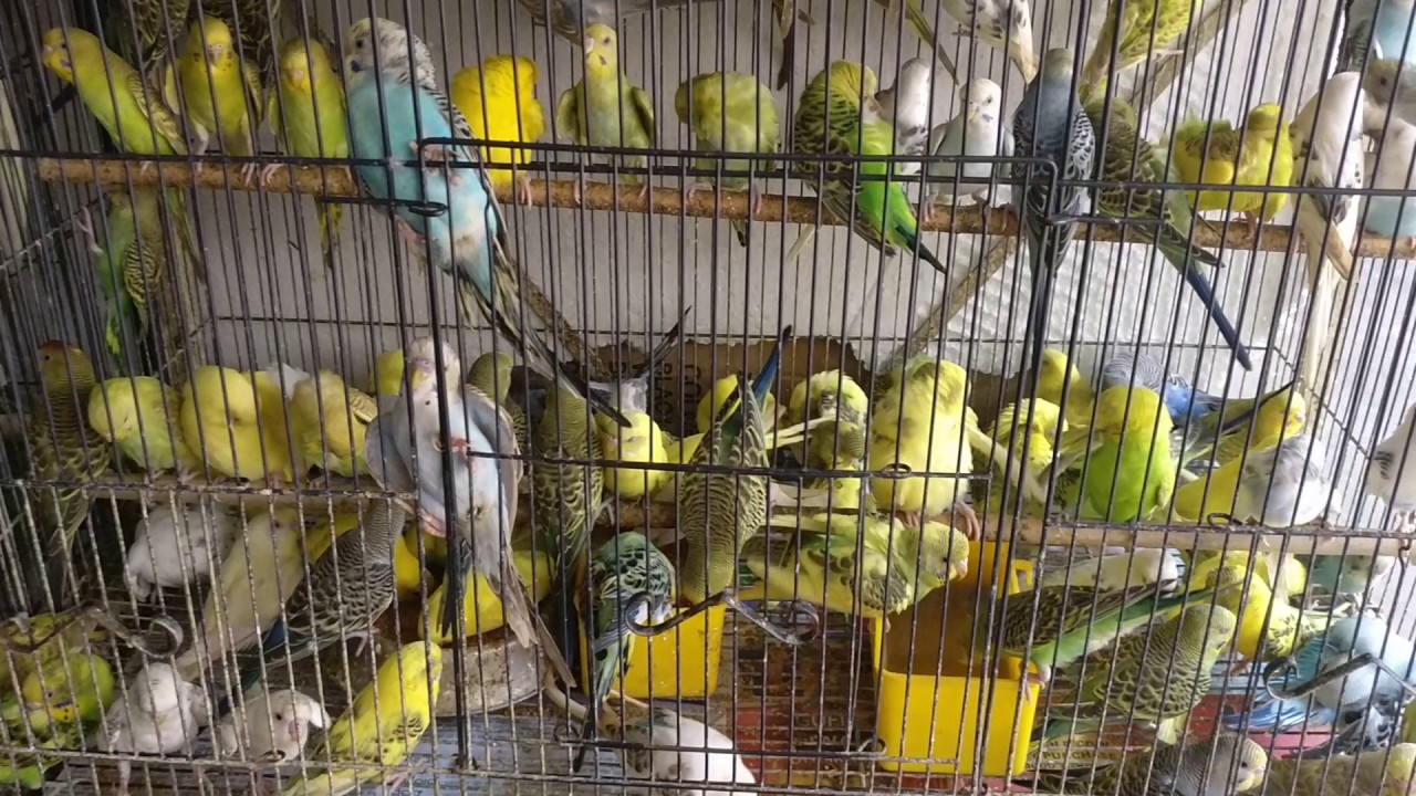 Love Birds Ashoka Market Bhubaneswar Pet Market YouTube