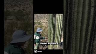 Saguaro cactus explained!!! #arizona #desert #amethyst #saguaro #winterdesert #grandcanyon