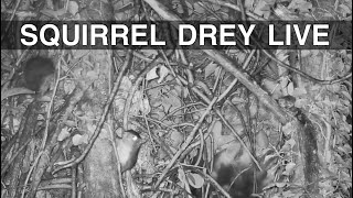 🔴24/7 squirrel drey: Lily and 2 babies born Feb 16, 2026 #SqNL-6of6