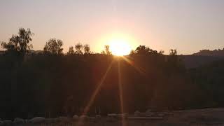 Wait Till you Hear this video crazy  Rooster over  Sunset Rays . Please Subscribe