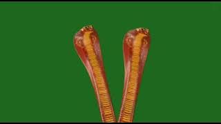 Vishakha Snake On Green Screen (Vish) 2 headed |