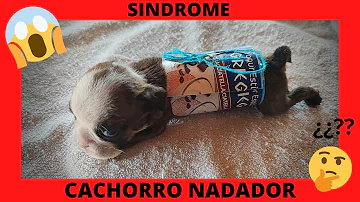 ¿Cuáles son los signos del síndrome del cachorro desvanecido?