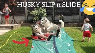 HUSKY & BABY SLIP N SLIDE FUN! [EPIC FUNNY FAIL]