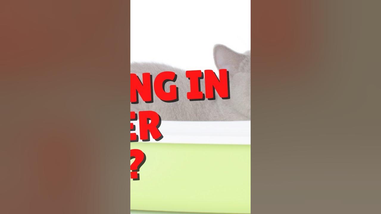 Why do cats sleep in the litter box two crazy cat ladies youtube