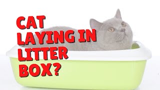 Why Do Cats Sleep In The Litter Box | Two Crazy Cat Ladies