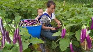 Single mother-Harvesting Eggplant Goes to countryside market sell, Off grid farm-ly tieu ly