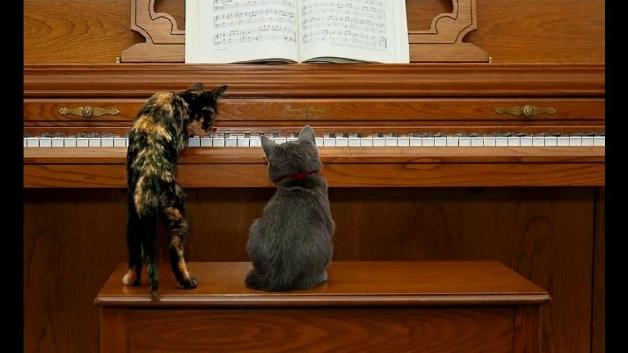 Музыка под кошку. Кот на рояле. Музыкальные коты. Кот на пианино. Кошка на пианино.