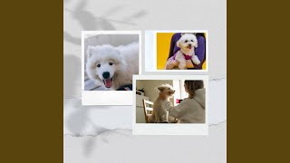 Subtle (Cozy Dogs)