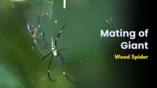 Spiders of India | Mating of Giant Wood Spider | Web of Giant Wood Spider