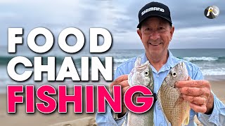 Beach Fishing the Food Chain: BREAM, WHITING, TAILOR, SALMON +++