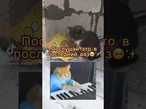 #котиграет #на #пианино