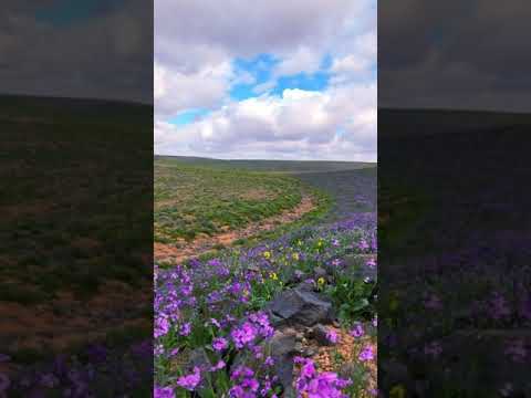 غديت فوق النو ربيع حرة الحرة ١٤٤٠ ه مرشد الرويلي