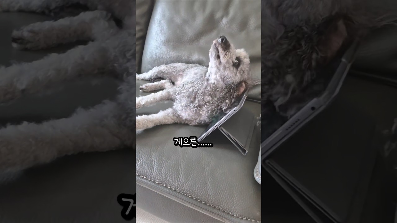 나는 으른이야 #dog #dogshorts #dogfunny #강아지일상 #반려견 #pets