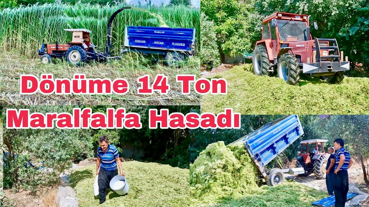 Dekara 14 Ton Maralfalfa Hasadı - Silaj Yapımının Tüm Ayrıntılarını Anlattık !