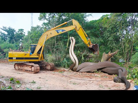 JCB | Really Scary Road Construction By Excavator With Snake