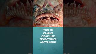 Топ 10 Самых Опасных Животных Австралии #Шортс #Топ10 #Австралия #Комарик #Shorts #Опасныеживотные