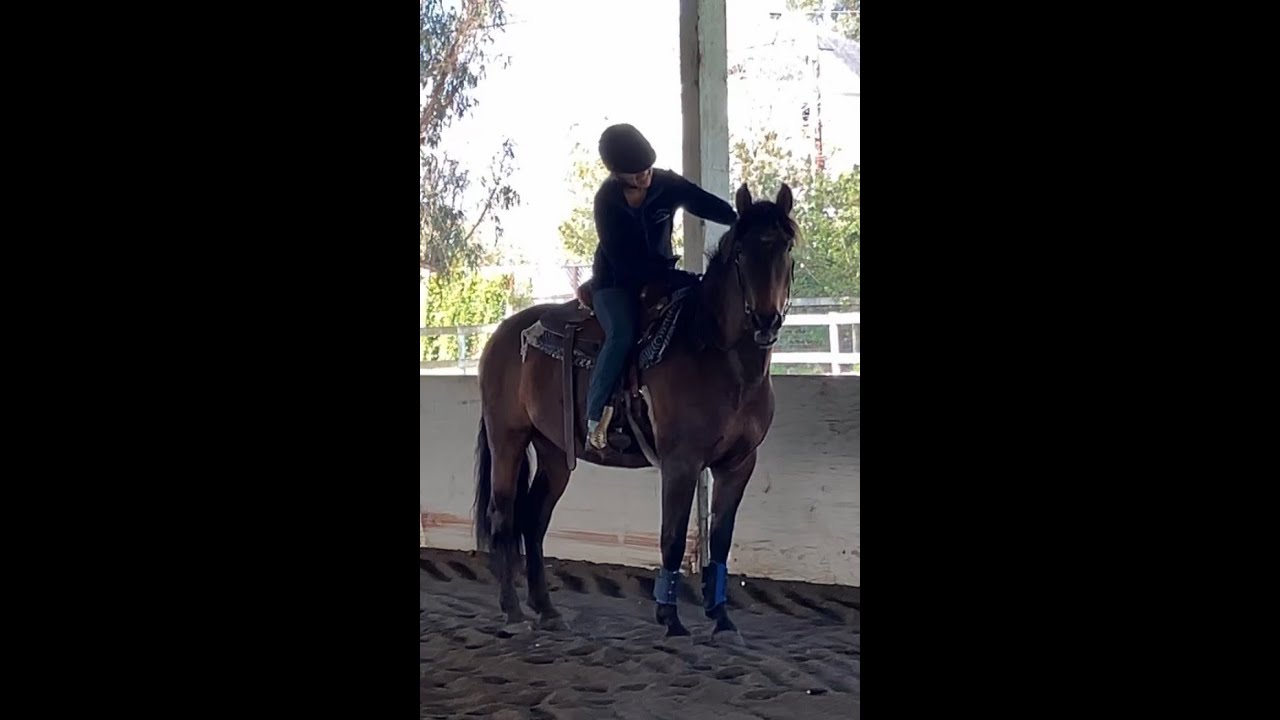 “Romeo DKF” under saddle in western tack: walk and trot - YouTube
