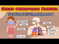 Organ pernapasan pada manusia  sistem pernapasan manusia ipa kelas 5 sd  tema 2  semester 1