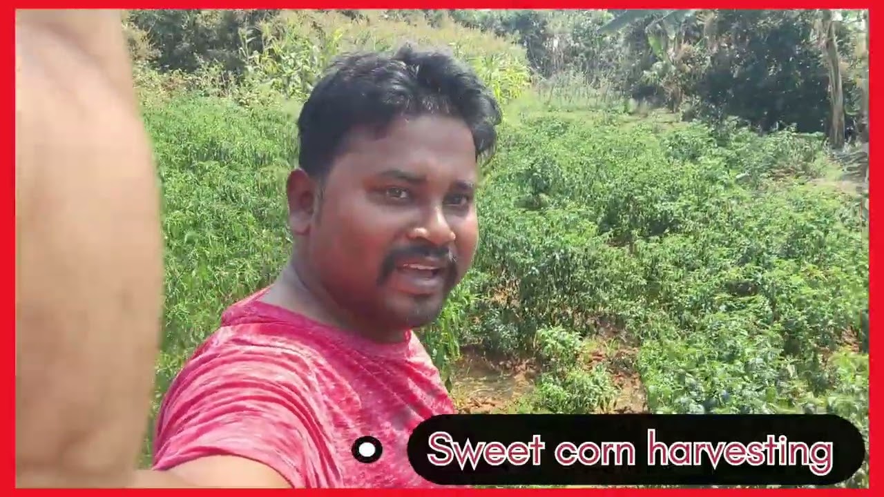 Today Sweetcorn Harvesting in our farm 