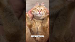 The Truth About Orange Cats 😼🧡 #miawmiaw #cats #animals