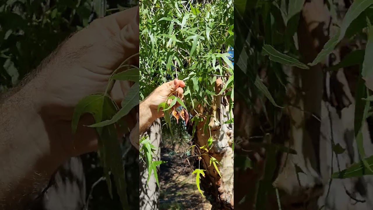 Outback NSW bush tuckers kurrajong tree 