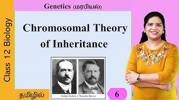Chromosomal Theory of Inheritance | Tamil