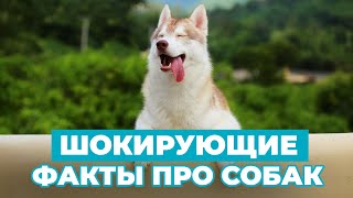 НЕВЕРОЯТНЫЕ ФАКТЫ про собак, о которых вы ДАЖЕ НЕ ДОГАДЫВАЛИСЬ!