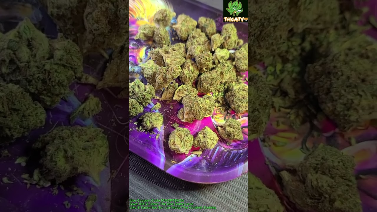 THCASMALLBUDS.COM Strawberry Cough THCA Greenhouse Review by DR. ZAZA!