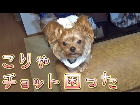 【ヨークシャテリア】いつもの調子で背もたれに登ったら…【Yorkshire Terrier】
