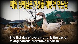 #457. 매월 첫째날은 기생충 예방약 먹는날. #닭 #오리 #거위 #동물농장 #동물극장
