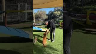 How to put a leash on a dog!   #dog #dogtraining #cesarmillan